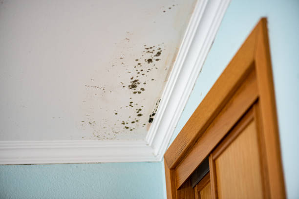 Best Residential Mold Remediation in Johnson, AR