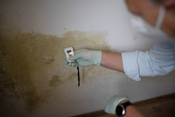 Reliable Johnson, AR Mold Remediation Solutions