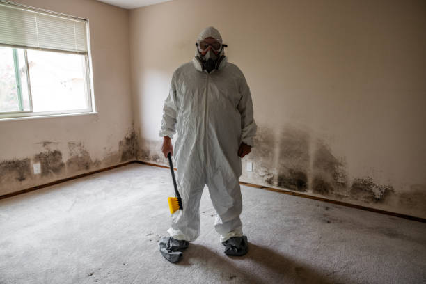 Best White Mold Remediation in Johnson, AR