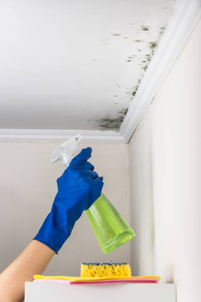 Best Black Mold Remediation in Johnson, AR